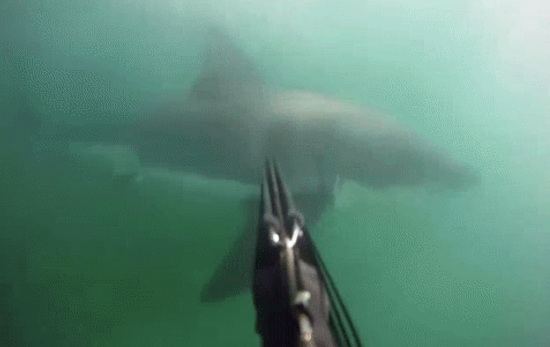 shark-attacks-diver